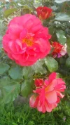 004.webp