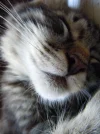 KS.webp