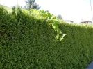 002.webp