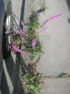 PICT0001.webp