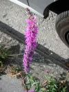 PICT0003.webp