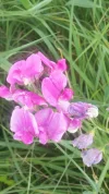 002.webp