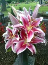 Foto0519.webp