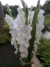 Foto0520.webp