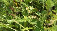DSCF2266 (2).webp