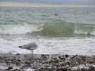 DSCN5558.webp