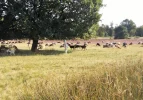 DSCF2294 (4).webp