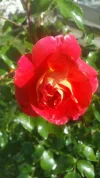 010.webp