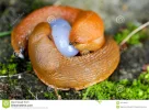 rote-schnecken-durch-die-paarung-45116944.webp