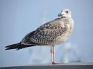 möwe.webp