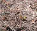 DSCF9974 (2).webp