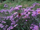 DSC00805.webp