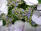 Horte.webp