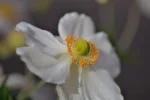 K800_DSC_2661.webp