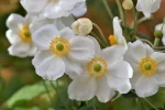 K800_DSC_2701.webp