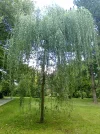 Park mit Baum.webp