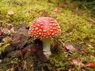 pilz.webp