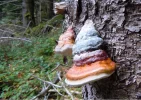 pilz2.webp
