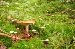 pilz3.webp