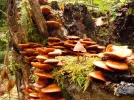pilz7.webp