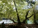 002.webp
