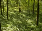 DSCN0444 (2).webp