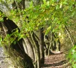 IMG_2450 (2).webp