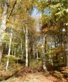 wald.webp