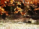 010.webp