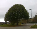 Linde.webp