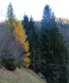 lauenen.webp