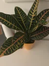 image.webp