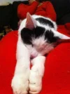 Katerchen.webp