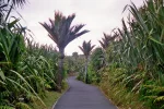 Fußautobahn zu den Pancake Rocks.jpg