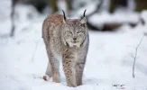 luchs.webp