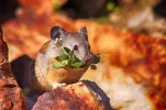 mouse-2644985_1920.webp