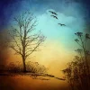 tree-1780667_1920.webp