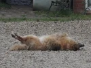 DSCN6334.webp