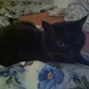 Mein Gremling der Leo.webp