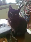 Katerchen.webp