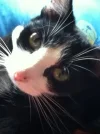 Mickey.webp