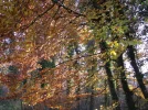 IMG_2520.webp