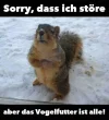 vogelfutter.webp
