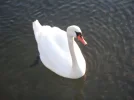 DSCN3247.webp