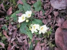 PICT0002.webp