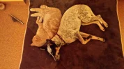 20171204_214524.webp