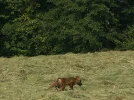100_1943.webp