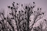 KrahBaum1.webp