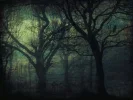 Sirenenwald.webp