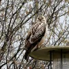 Bussard 2.webp
